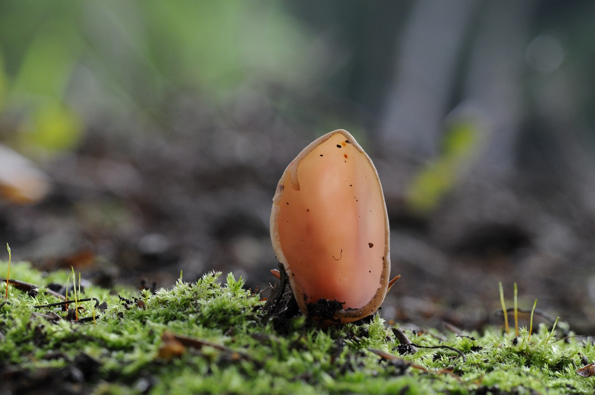 Otidea Cantharella otidea-cantharella